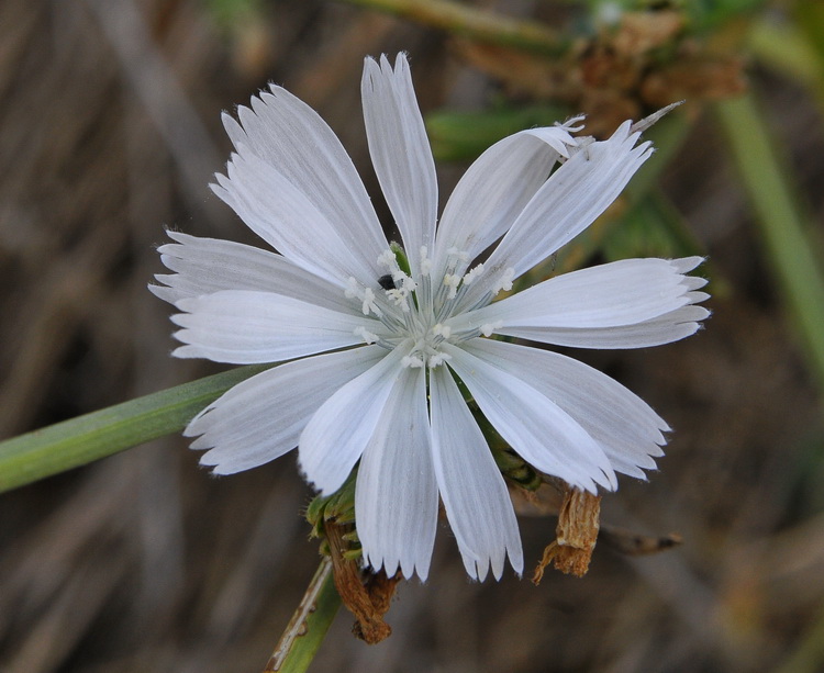 Cichorium intybus - Cicoria o Radicchio selvatico